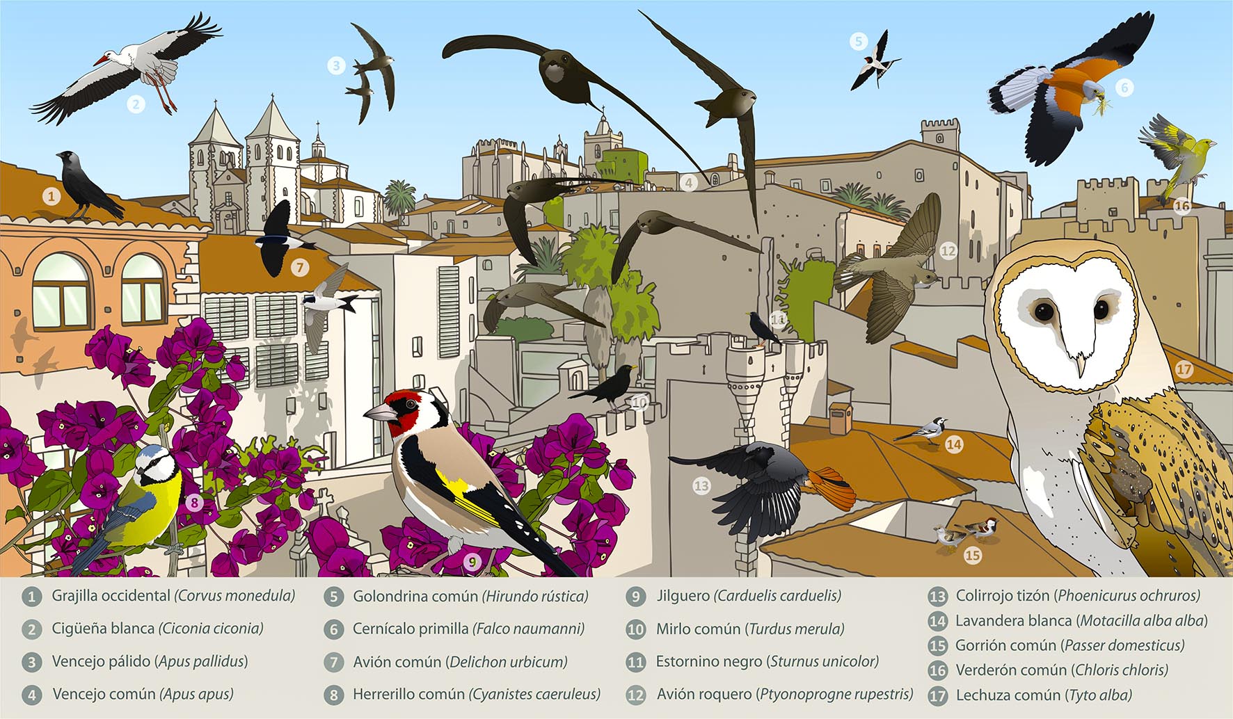 El escándalo de las aves urbanas - Ferguson