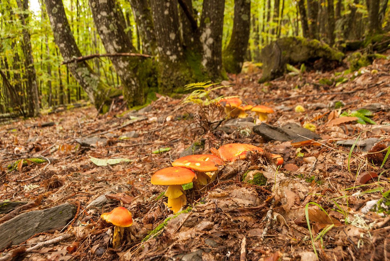 amanitas-cesareas-en-el-castanar.jpg